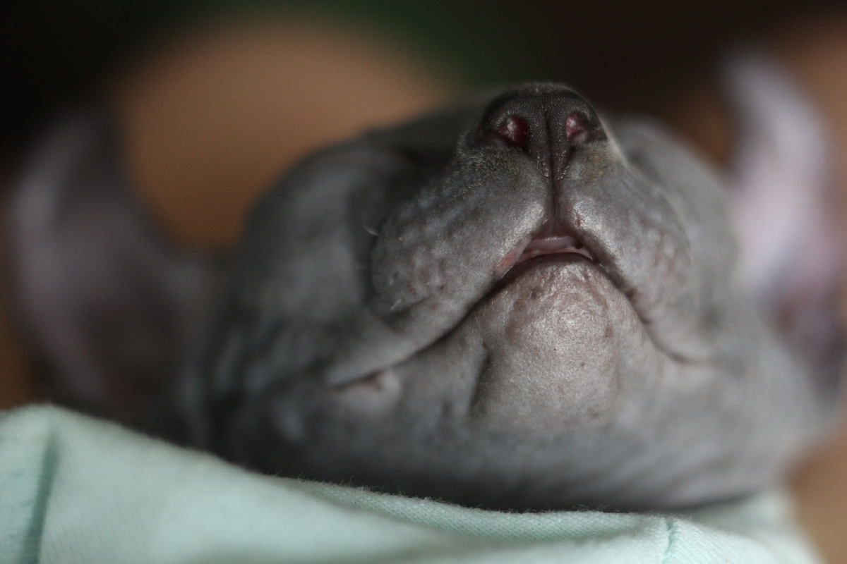 Ранка на верхней губе после препарата с празиквантелом