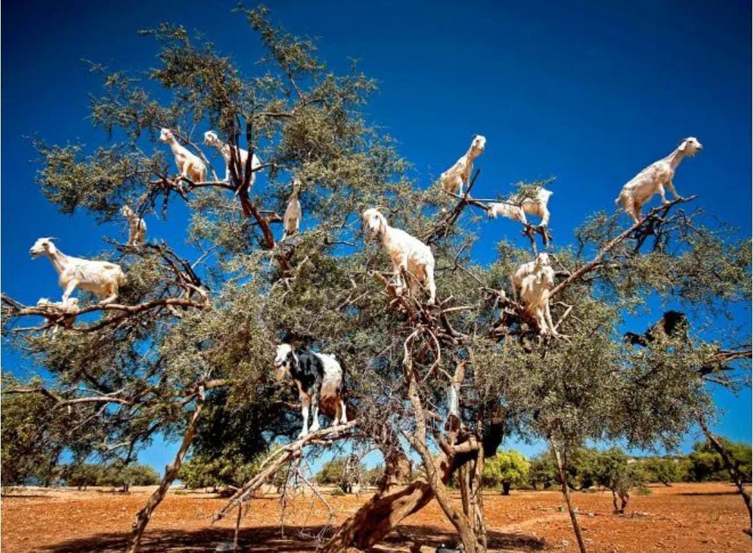 Я ТА  КОЗА, ЧТО СПРАВА - СМОТРИТ В ДАЛЬ
