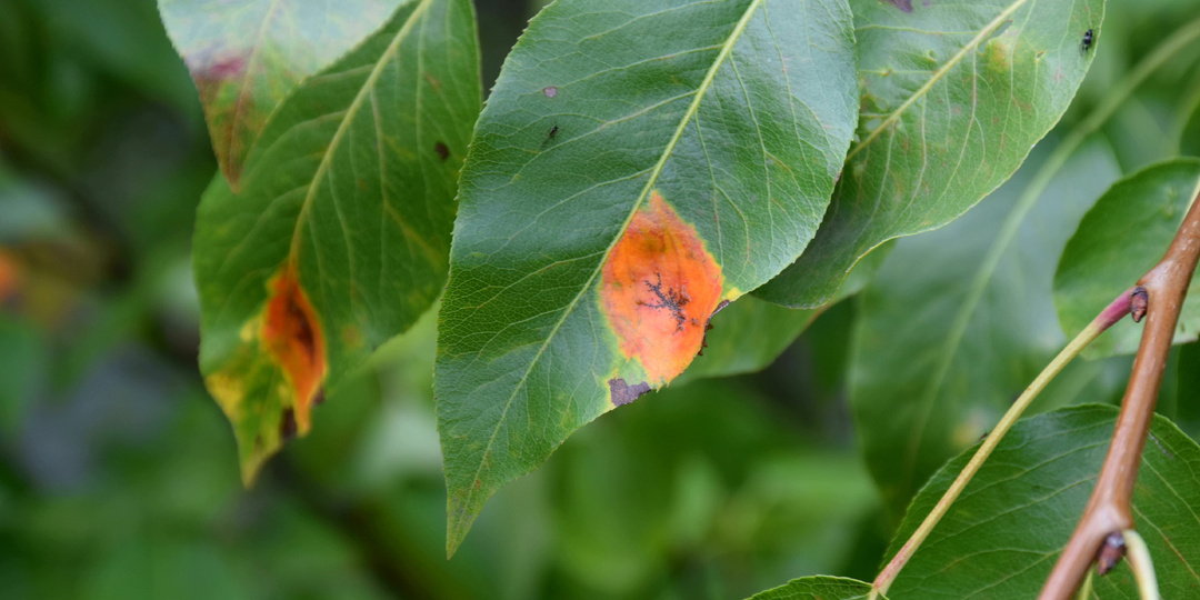 Обязательная обработка Груш от ржавчины. Забудьте про грибок и наслаждайтесь сочными плодами