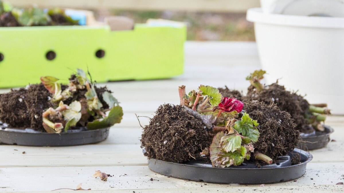 Источник фото: ogorod.ru