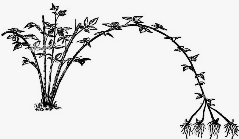 Размножение черной малины. Примерное фото. Источник фото: alamy.com