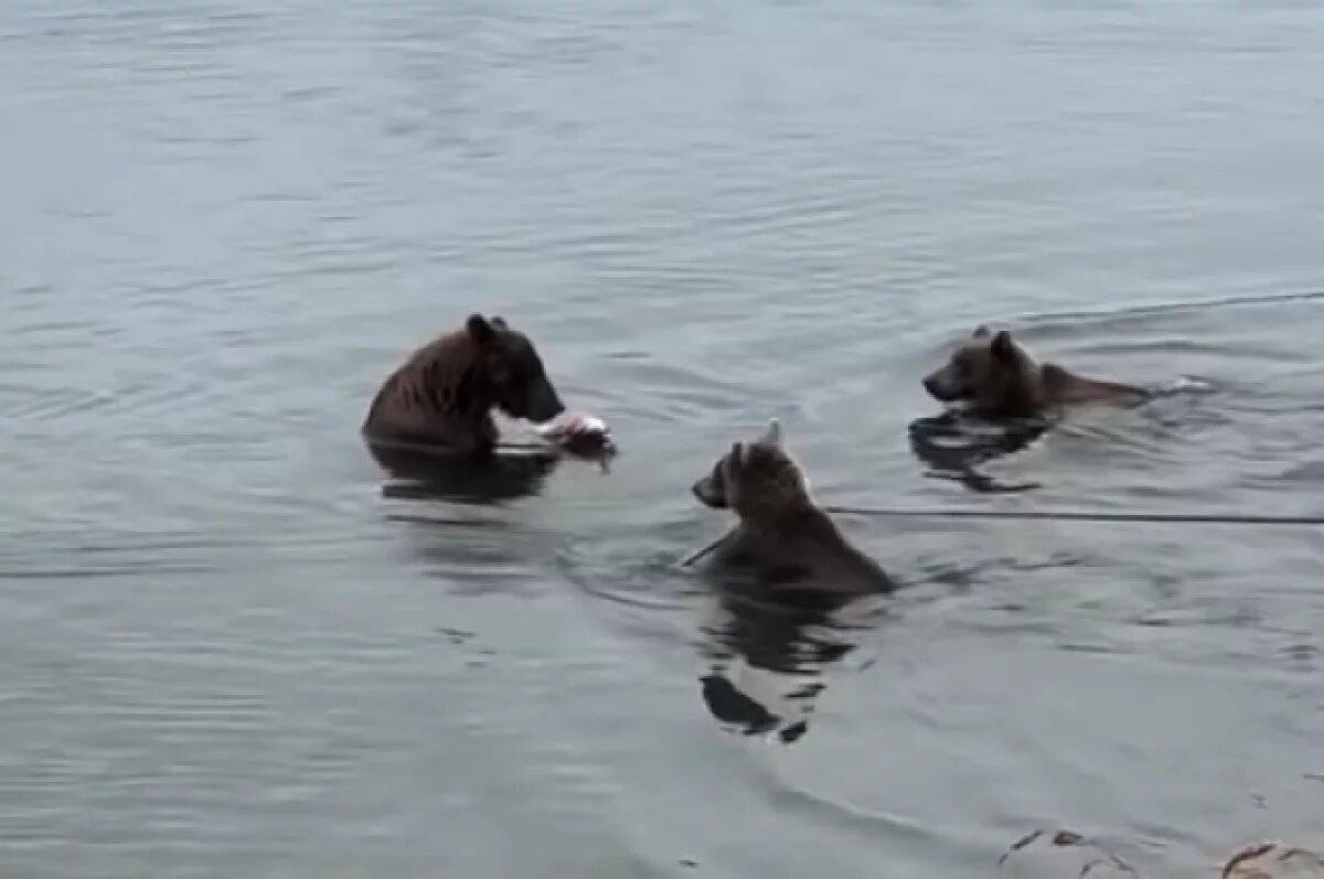    Госинспектор на Камчатке продолжает рассказывать про дружбу 3 медведиц