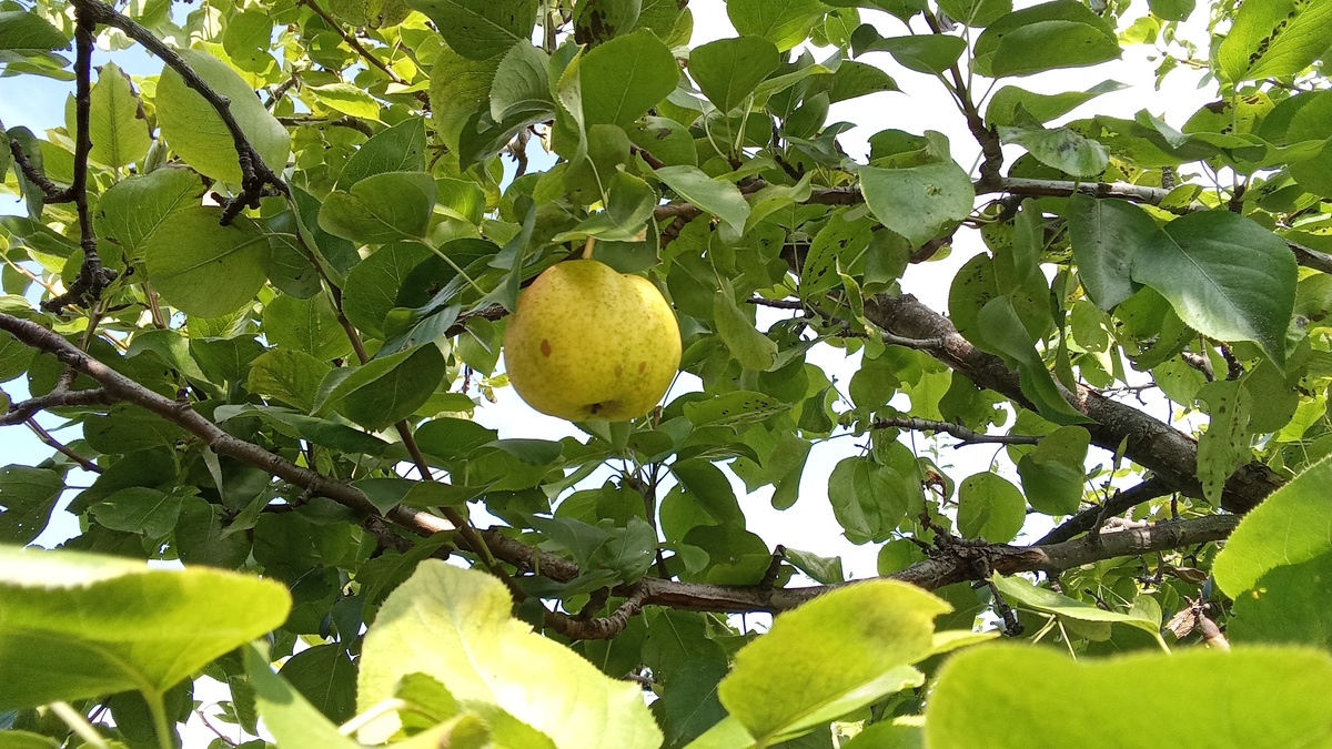 На фото груша - БОЛЬШАЯ . В Курганской области , груше 20 лет .