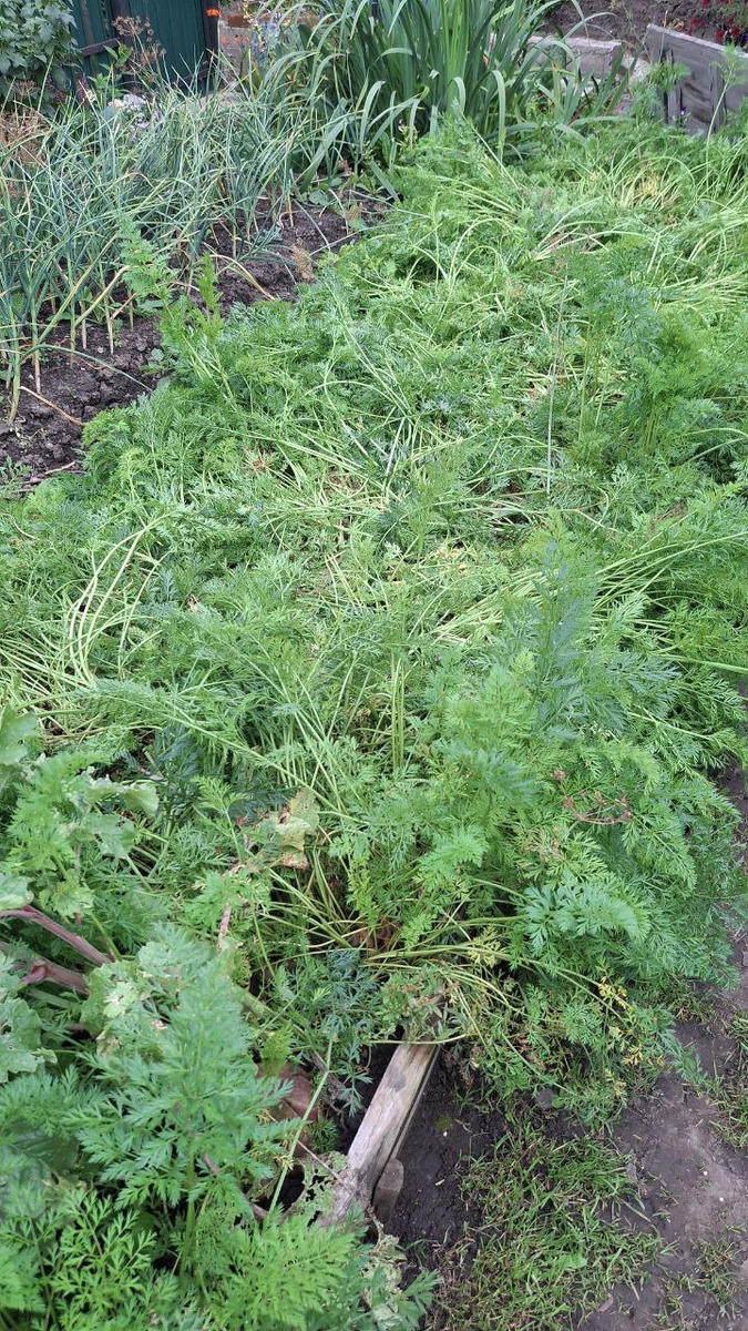 Грядка с морковью после нашествия пса)