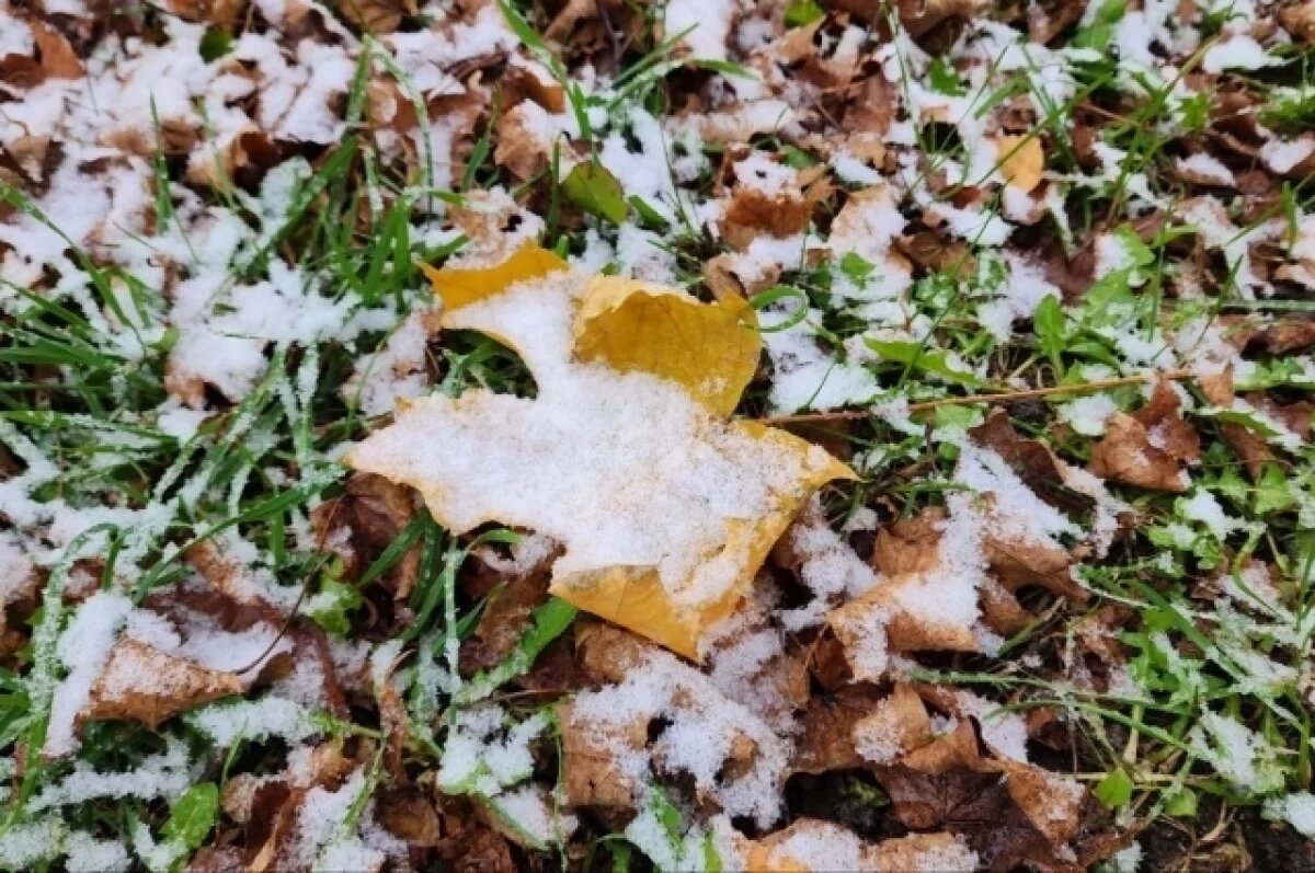    Климатолог заявил об аномальной осени в Новосибирске в 2025 году