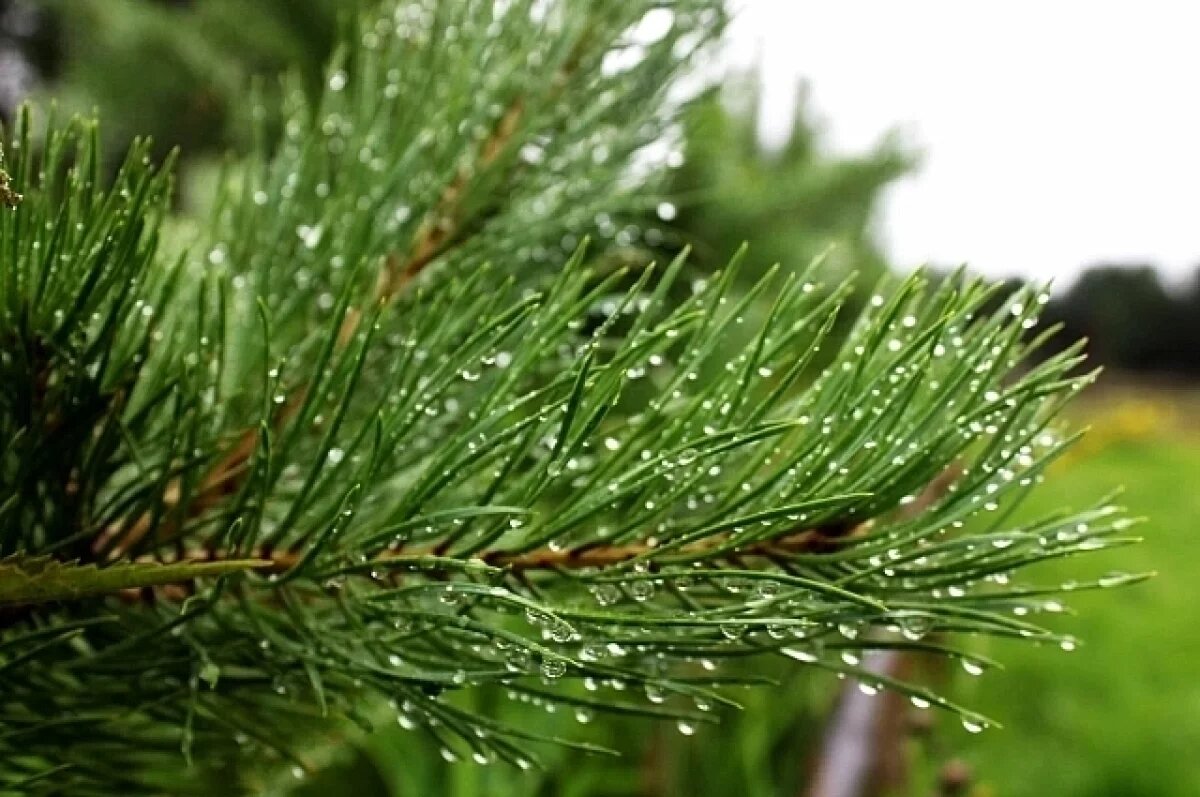    Погода испортится в Алтайском крае 31 августа