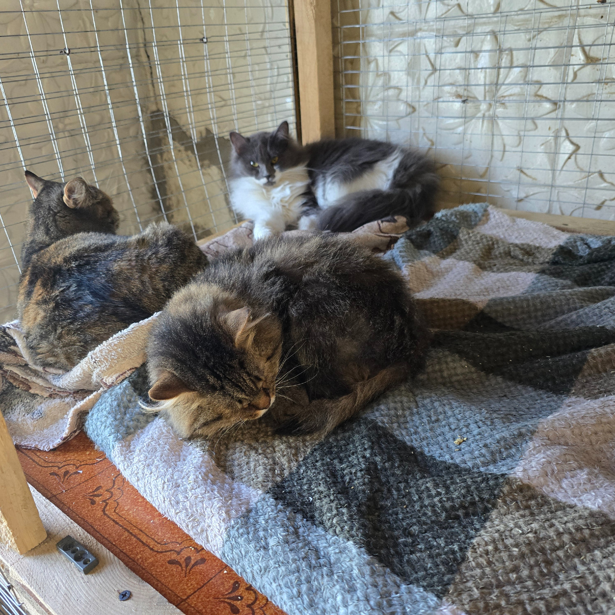 Пушистые захватчики отдыхают после успешной операции