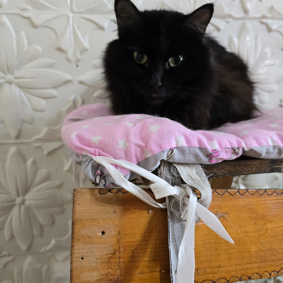 Черный командир на розовом троне власти