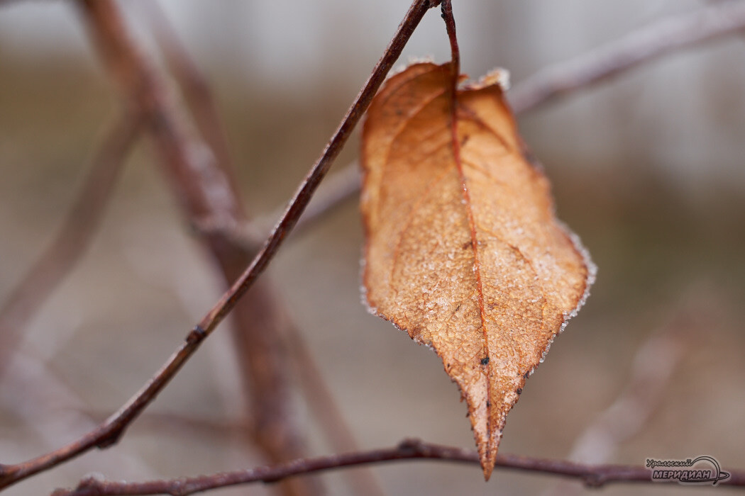    Фото Лидия Аникина © ИА «Уральский меридиан»