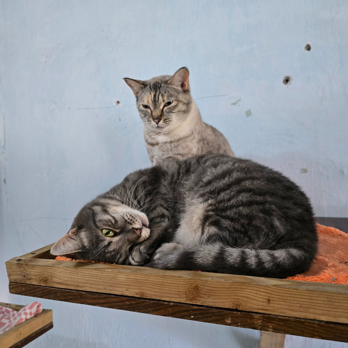 Два кота на полке, один спит, другой настороженно смотрит