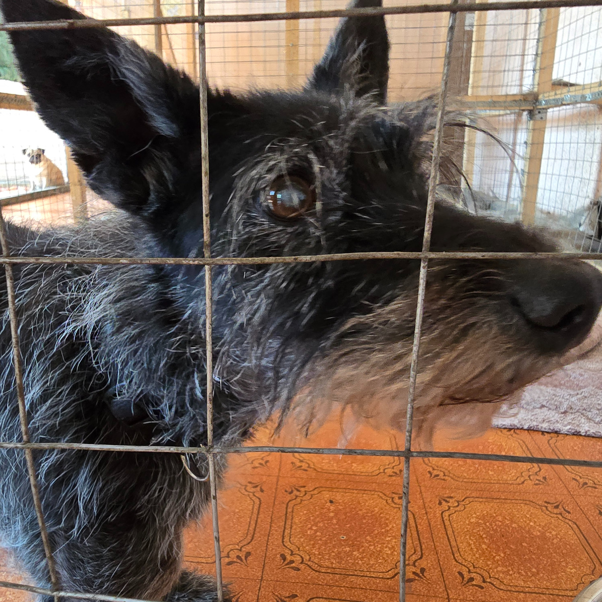 Смотрит сквозь решетку с тоской