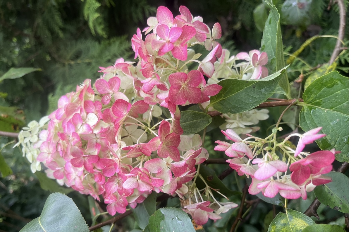 Фрайз Мельба