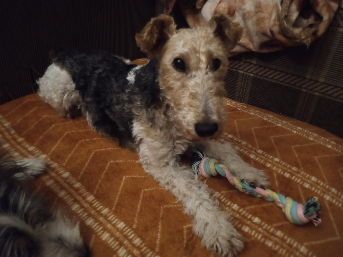 Ждёт когда я буду с нею играть.(фото моё)