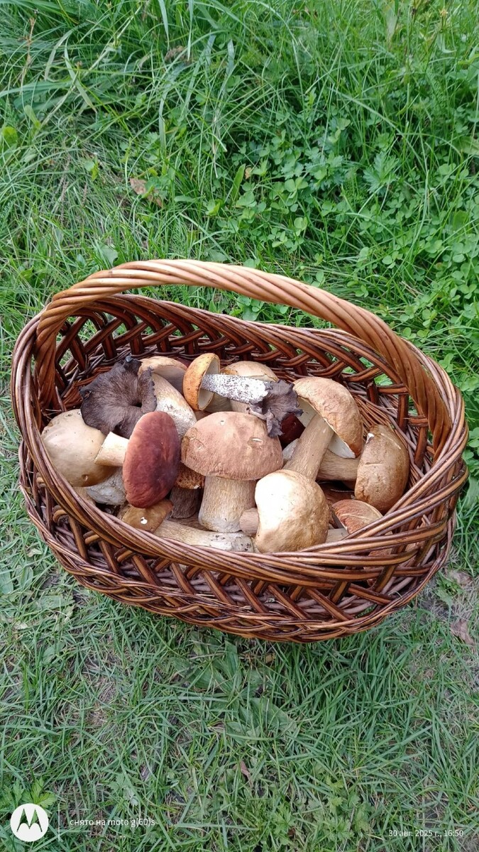    Грибы собирают в Алтайском крае. Источник: Грибы и Грибники Алтайского края / Vk.com