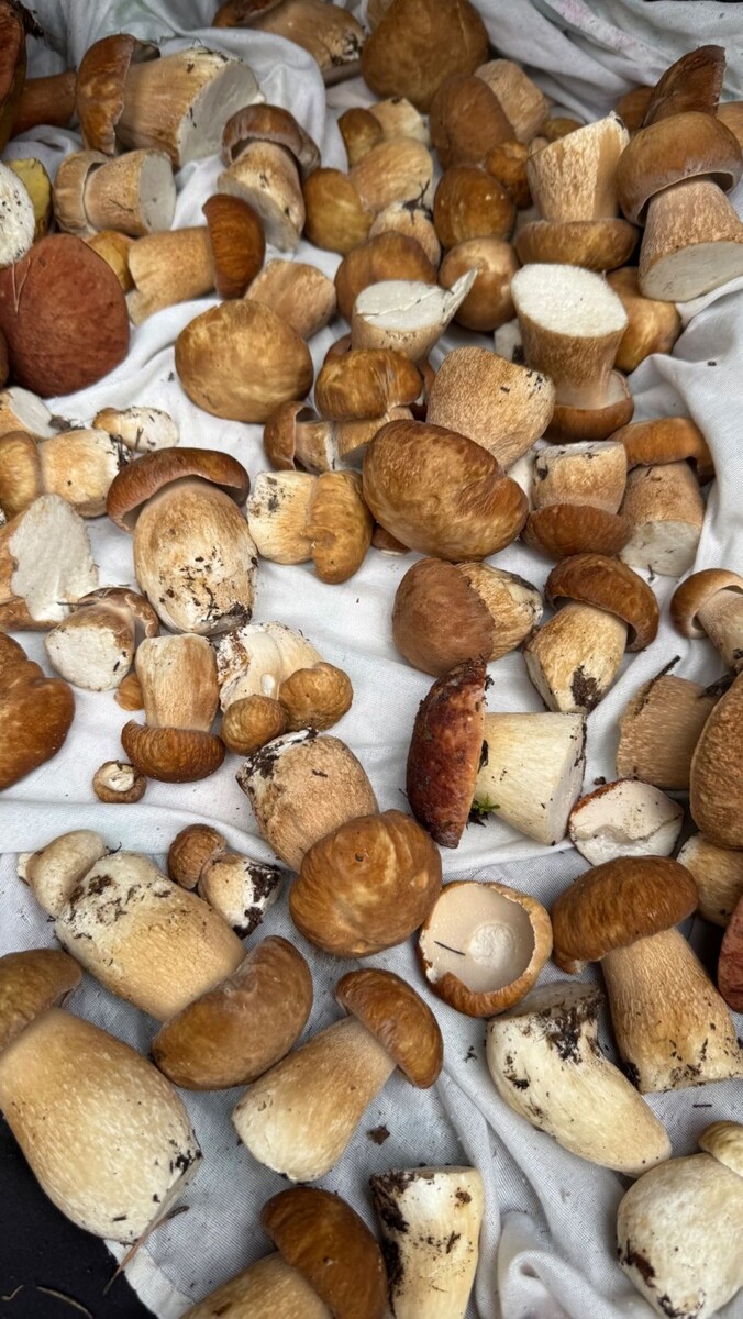    Грибы собирают в Алтайском крае. Источник: Грибы и Грибники Алтайского края / Vk.com