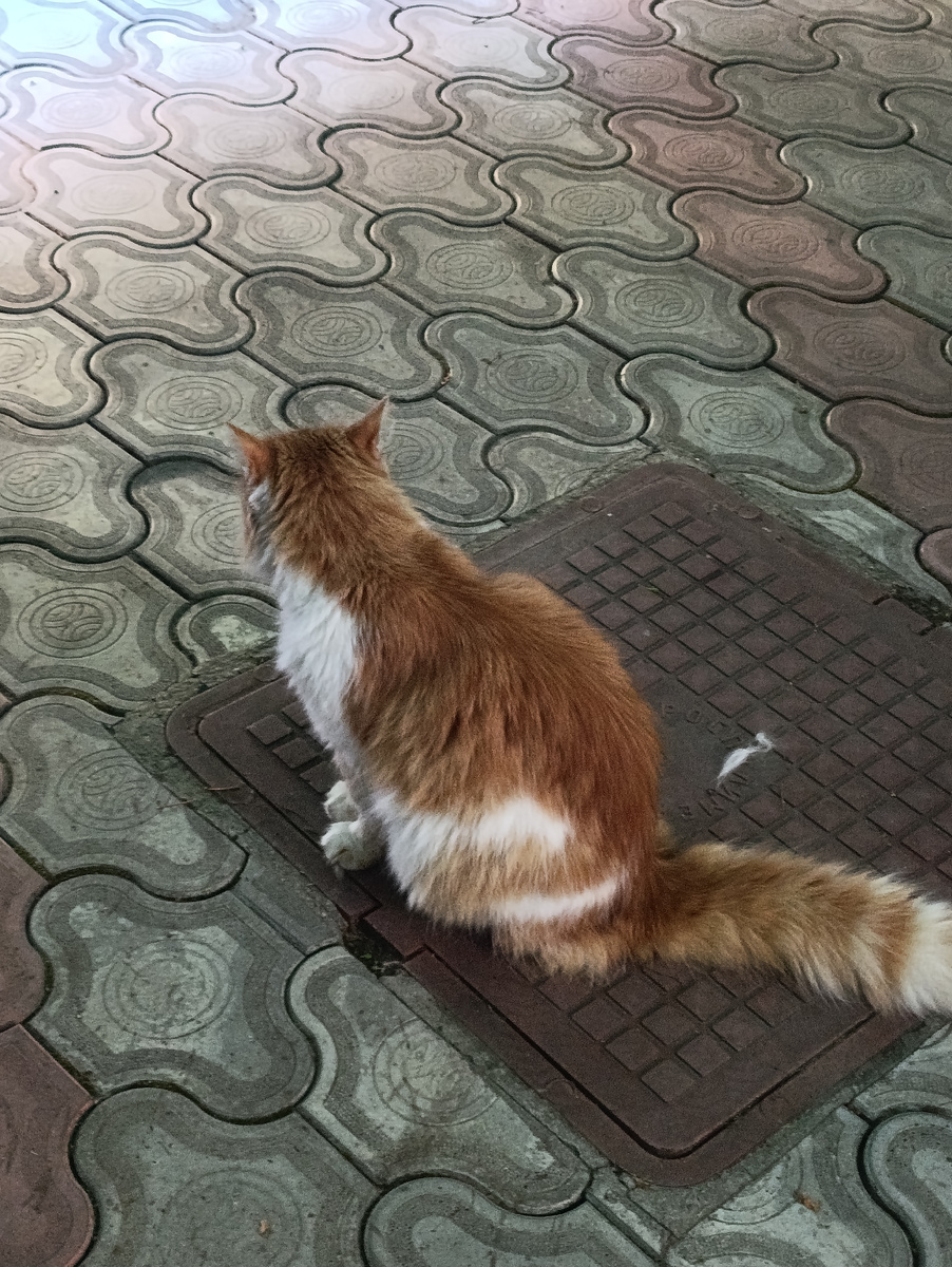 Местный кот