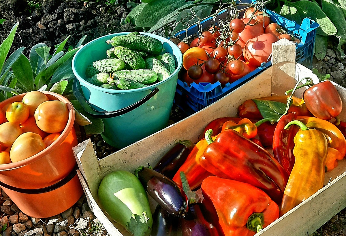 Фото автора. А сколько бы я выращивала, если б была одна? Часто об этом думаю.