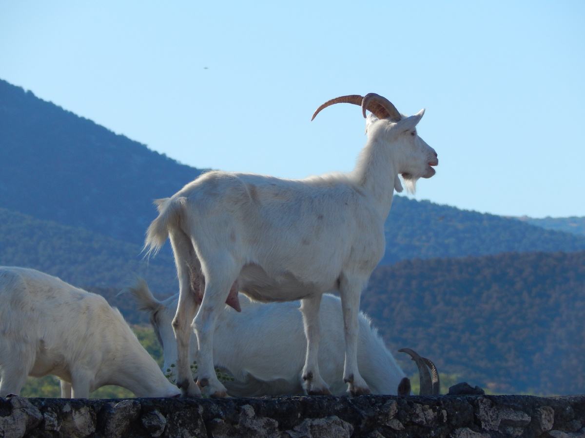 Козы объели все до чего могут дотянуться. 