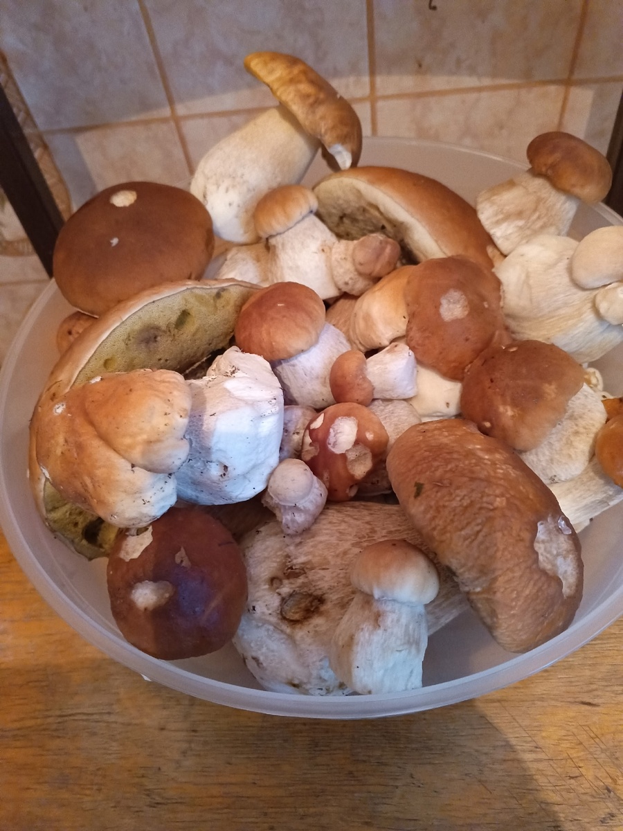 Это фото сестры. У них много грибов. Уже и замариновали, и наморозили, и наелись.