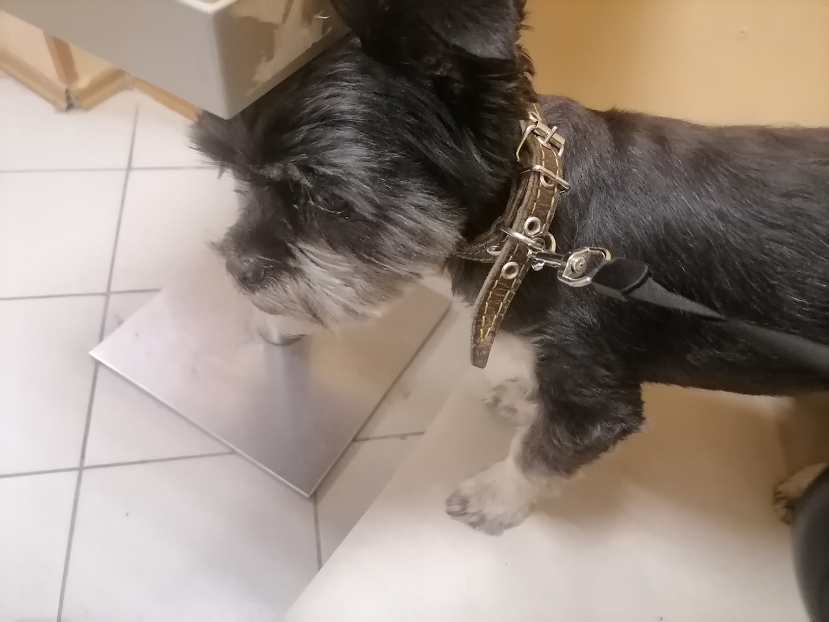 Ищет куда бы спрятаться, не любит стричься. 