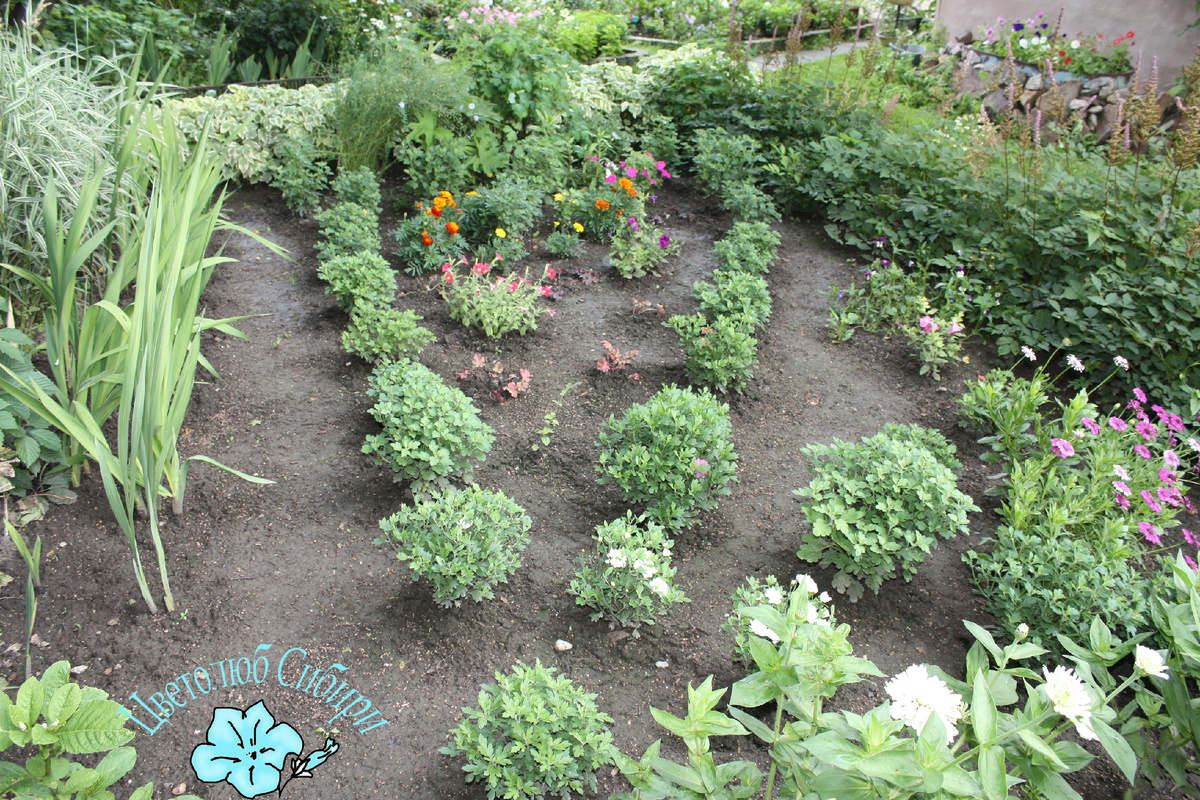 Мои деньги, закопанные под видом 30-ти хризантем-мультифлор