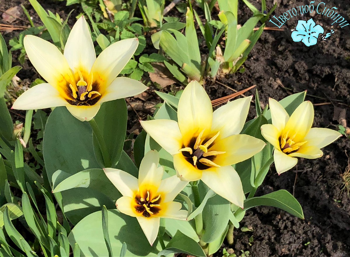 Купленные на WB в октябре 2023г тюльпаны Concerto