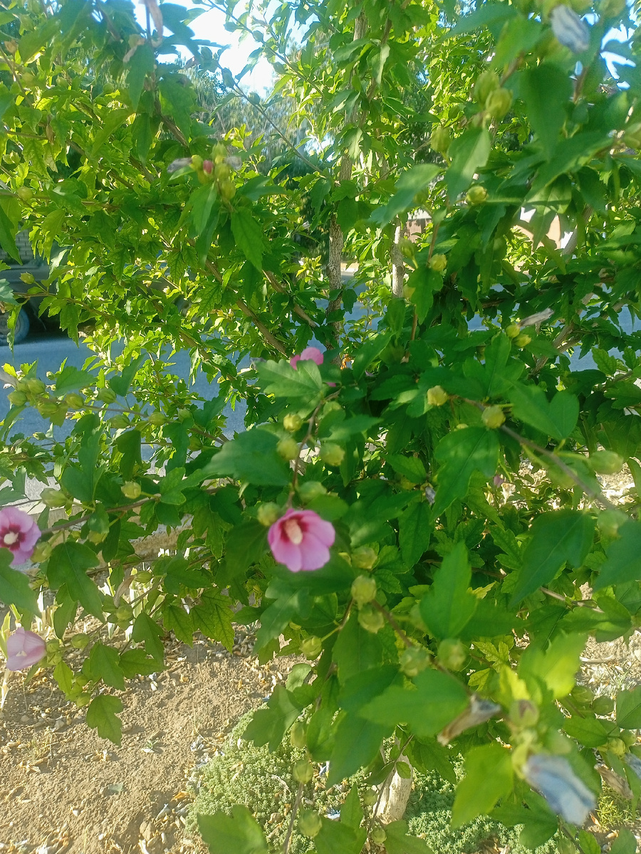 Фото автора. Гуляю, любуюсь красотой.