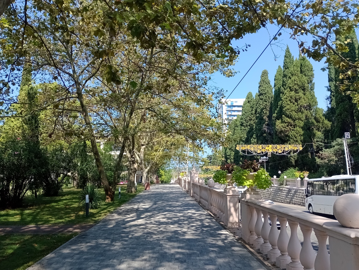 Сочи, август-2025. Фото автора