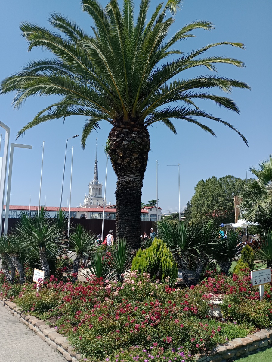 Открыточные виды Сочи. Фото автора