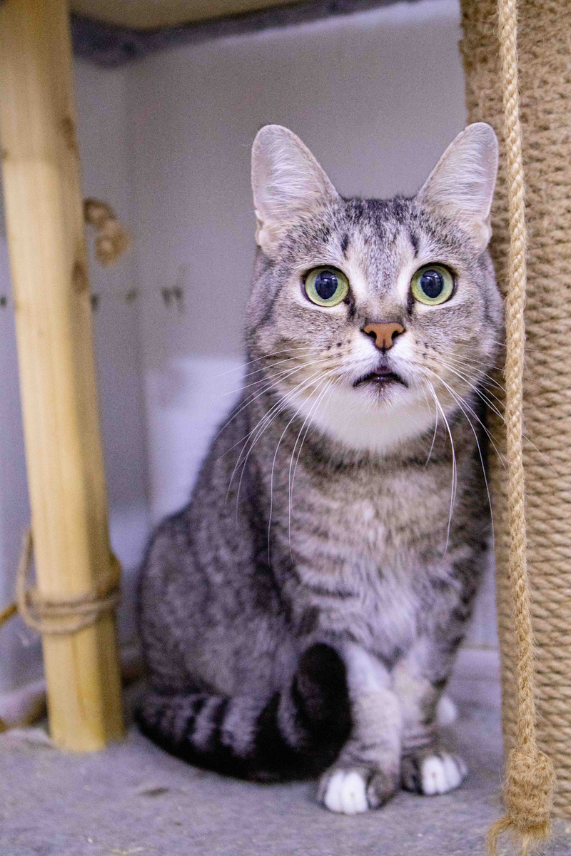 Невероятно красивый и очень ласковый котик!