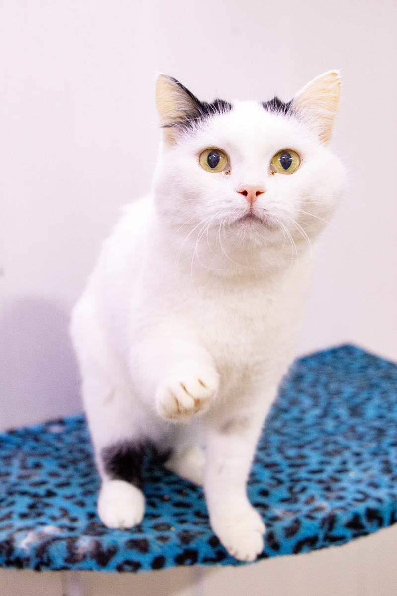  Ула верна своей кошачьей природе — дарить тепло, уют и тихое мурчание...