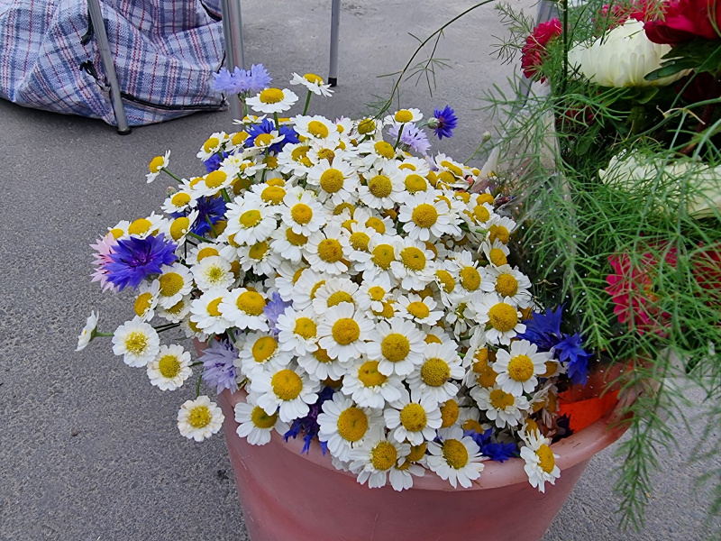    Почем продают цветы на 1 сентября в ПетрозаводскеИрина Яковлева