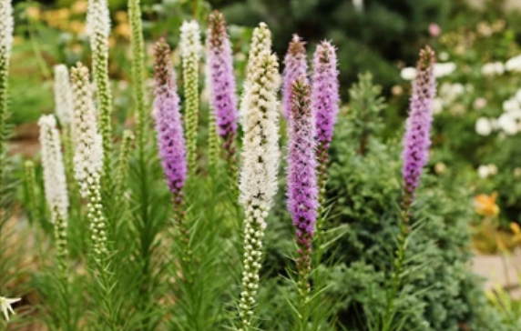 На фото 1.2.3. лиатрис разных цветов. Фото из открытых источников