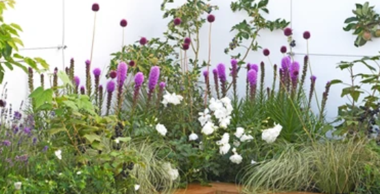 Лиатрис на среднем план клумбы. Фото из открытых источников