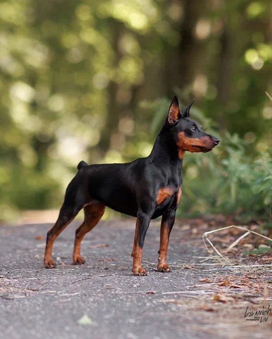 Взрослый пёс.