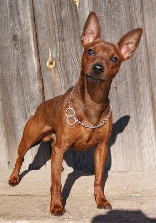 На мой взгляд самый красивый окрас.