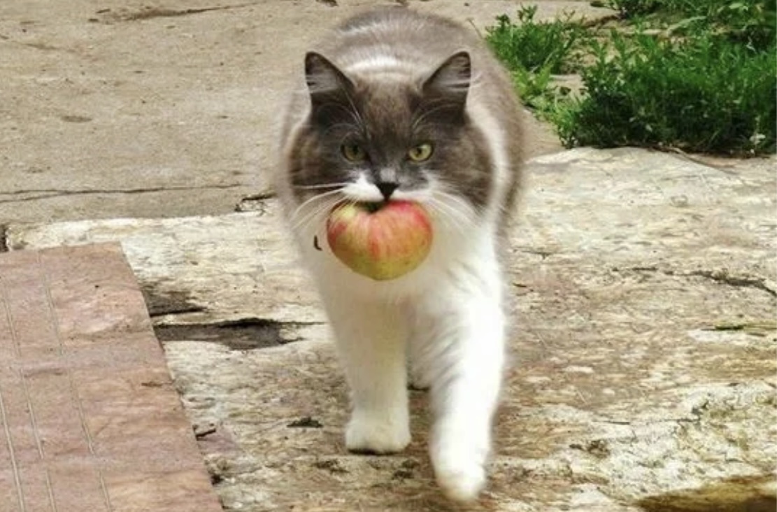 Яблочко румяное – к столу, а не в магазин!