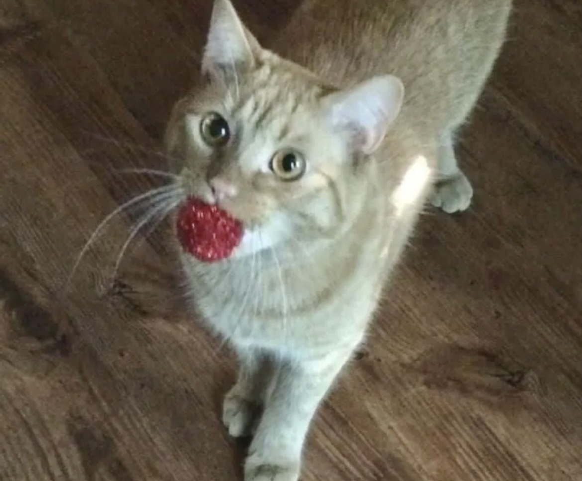 Искусственная ягодка – зато бесплатно!