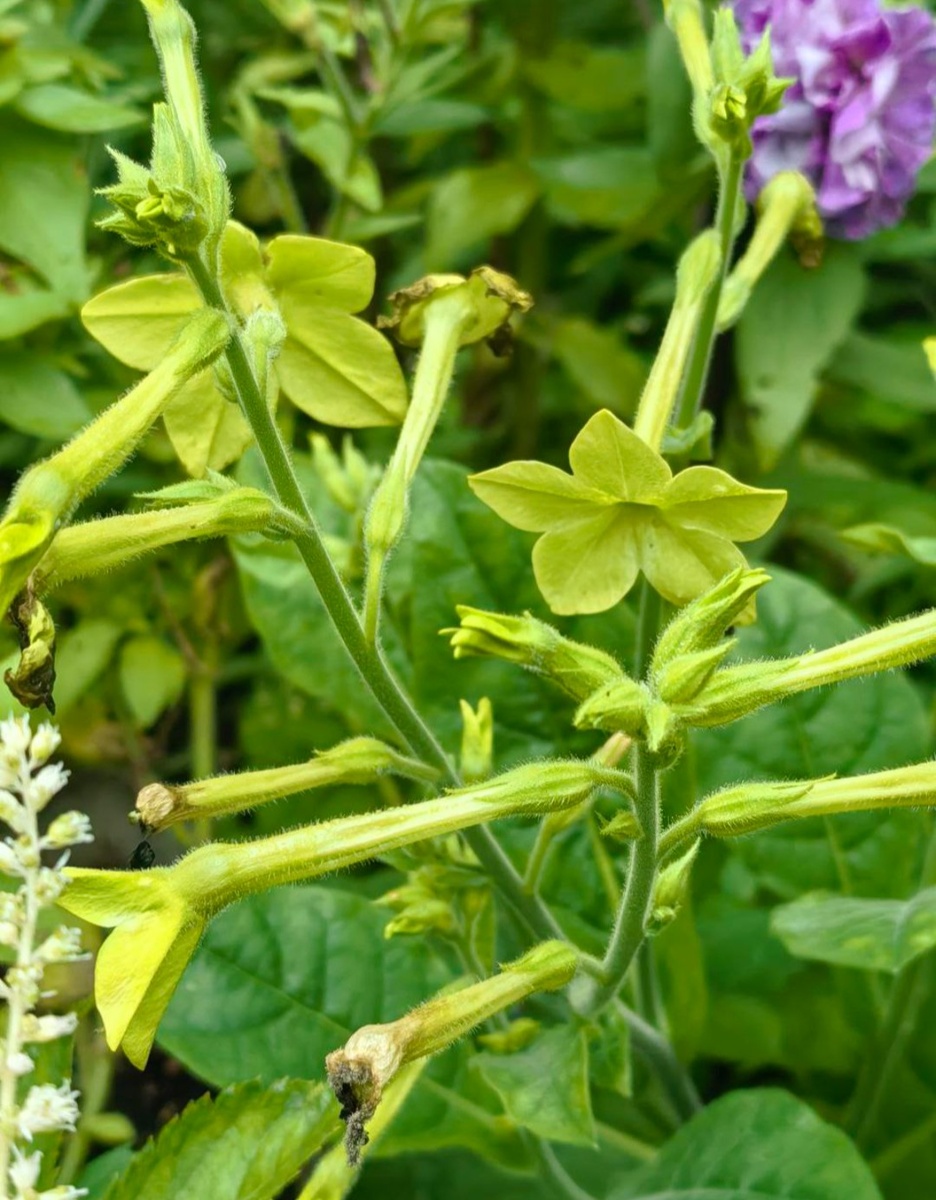 Душистый табак