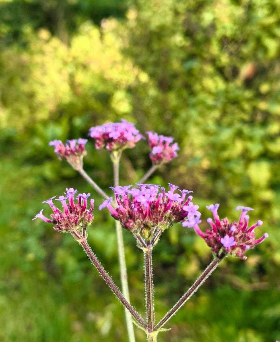Вербена Бонарская
