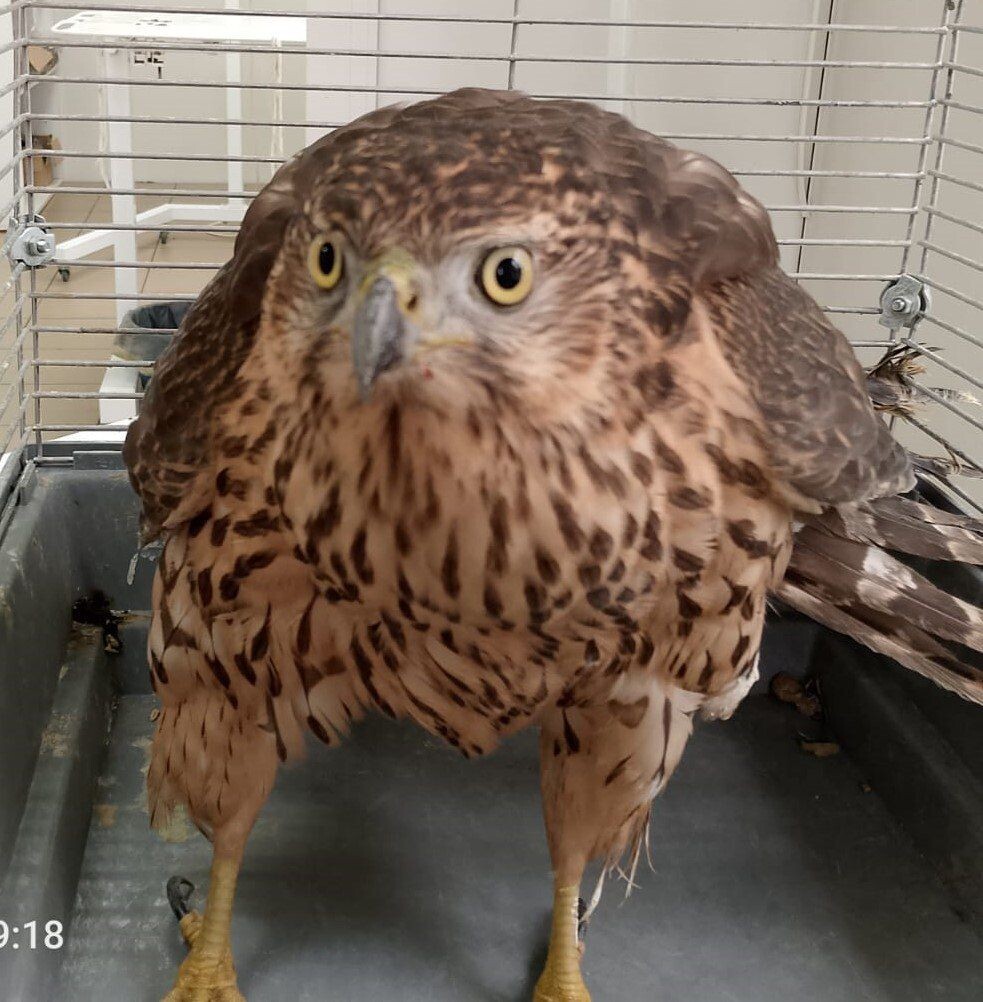    Фото: Госветслужба Забайкалья