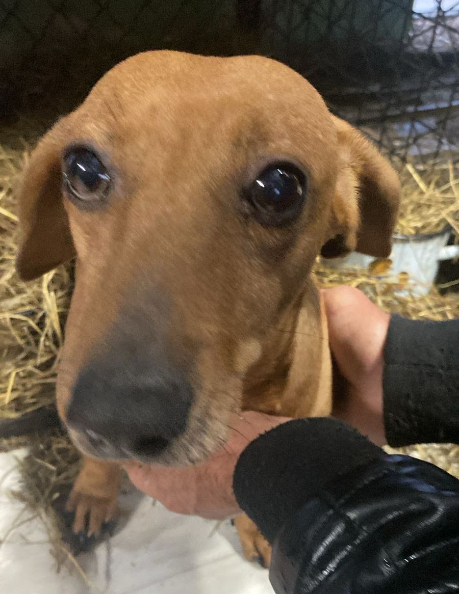 Люся💕 Наша умница и красавица. Девочка ищет дом 😍 К сожалению, тоже пока жилец клетки 😒