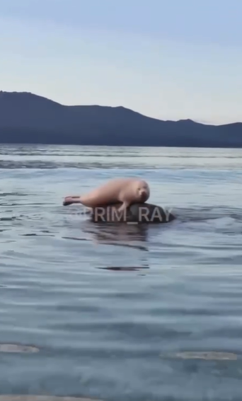    Источник фото: Скрин видео