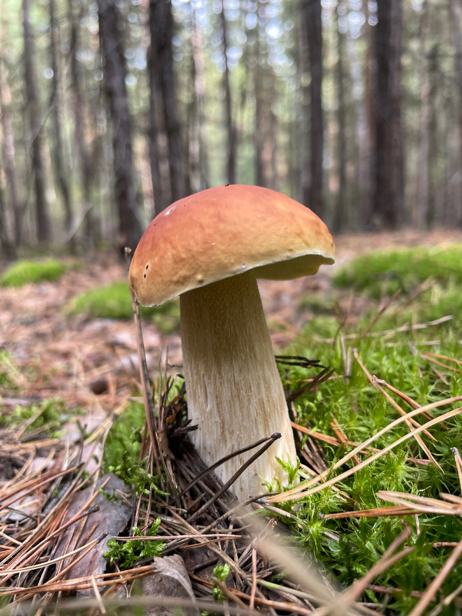 Белый гриб!