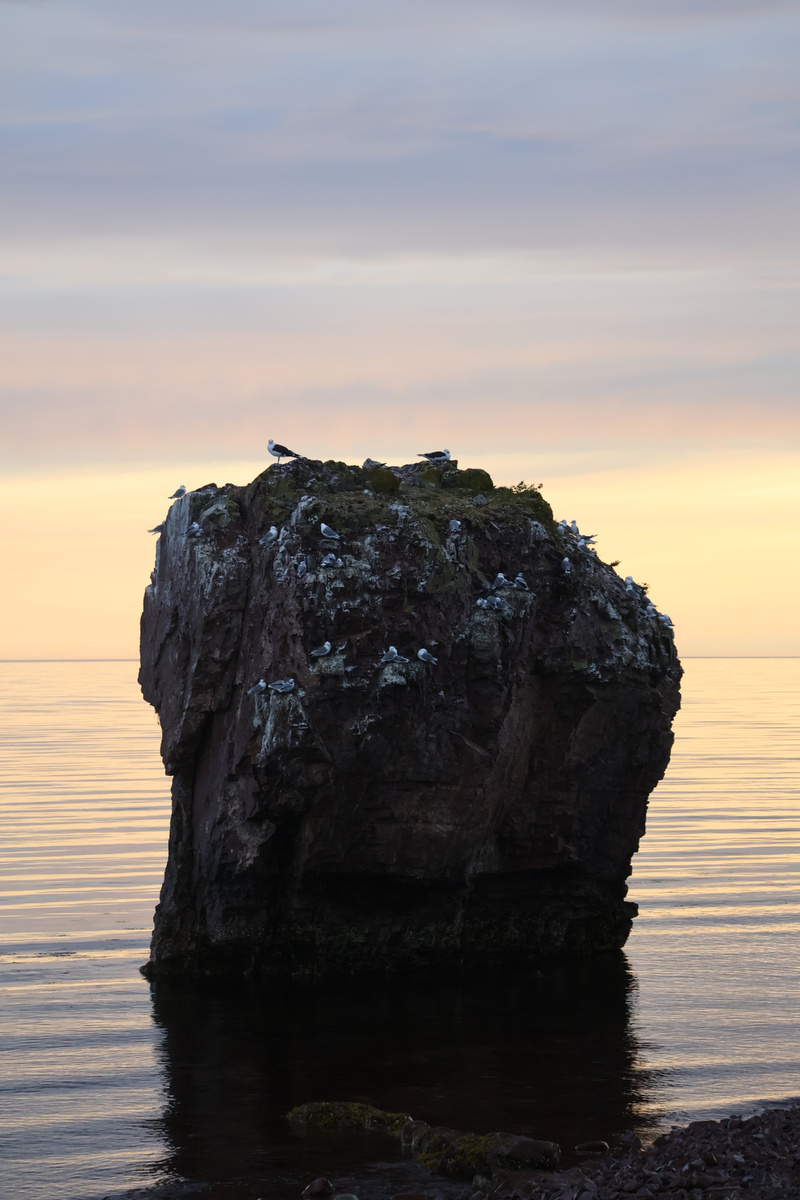 Птичий базар на мысе Корабль
