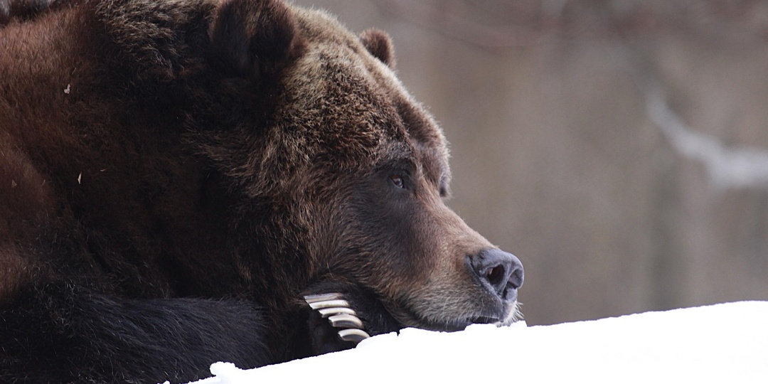 Почему прятаться от бурого медведя в лесу — не плохая, а бесполезная затея