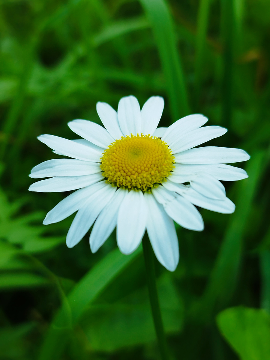 Дачная ромашка. Фото из личного архива автора