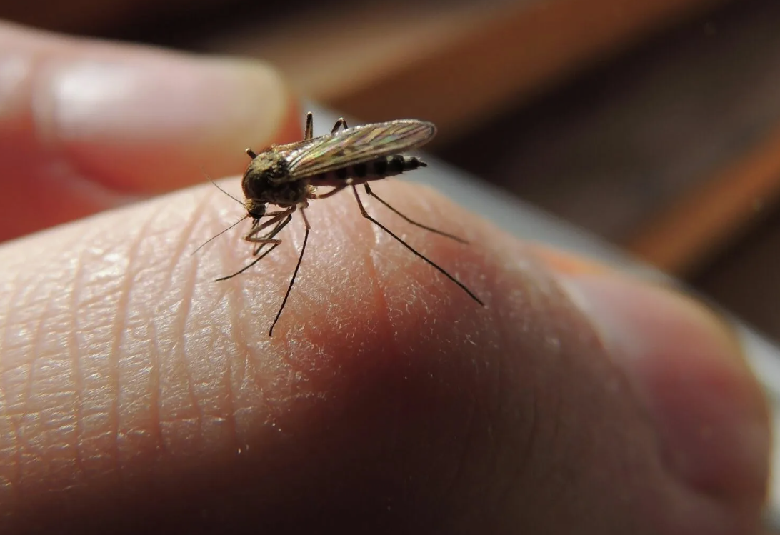 Комары 🦟 — самцы никогда не пьют кровь. Они питаются исключительно нектаром цветов. Настоящими «вампирами» становятся только самки — и то лишь ради будущего потомства: им нужен белок для развития яиц.