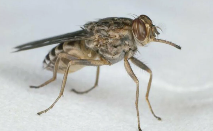 Муха цеце  — это одно из немногих насекомых, которое вынашивает личинку внутри себя почти как млекопитающее. Она рождает живого детёныша, а не откладывает яйца.