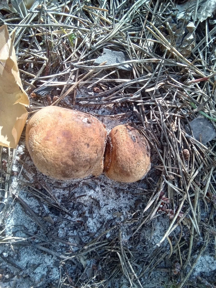 Фото автора. 